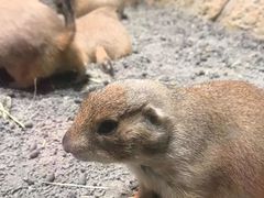 -Mr·Kuma酷么先生雪之乐园