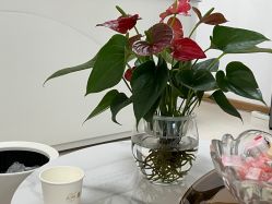 -薇兰专业脱毛连锁机构