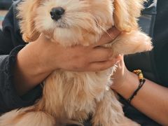 -翊宠yipet猫狗购宠庄园犬舍•猫舍