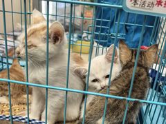 -洛阳市隋唐城遗址植物园