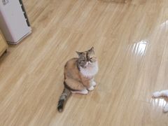 -滚猫咖啡·猫咖·猫友好撸猫(未来城店)