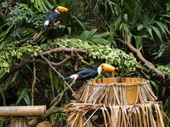 -广州长隆野生动物世界