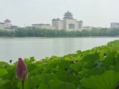 -莲花池公园
