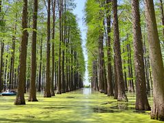 -渌洋湖湿地公园
