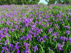 -白鹭湾湿地公园