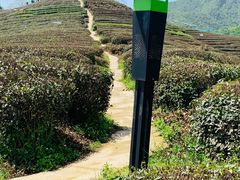 -龙坞茶村