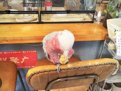 -吉丁鸟咖·异宠·寄养