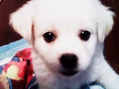 -爱侣宠医·鹦鹉专科·小型哺乳类·异宠专科(灵石路店)