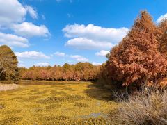 -上海海湾国家森林公园