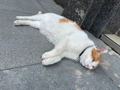 -宠福鑫动物医院(立水桥分院)