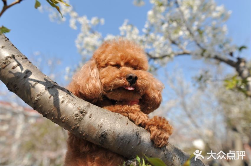 高东镇樱花园图片