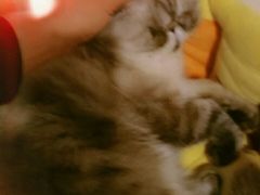 -猫色咖啡·猫咖