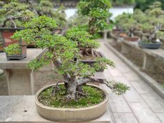 -西湖公园(鼓楼区)