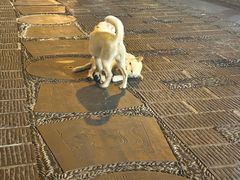 -苗家恒灵酸汤鱼-跳水牛肉连锁店(凯里总店)