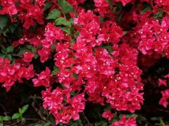 -光明小镇欢乐田园