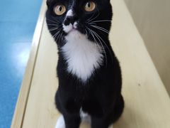 -宠颐生猫科·内科皮肤科(西平世纪城店)