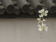 -桃花堤公园
