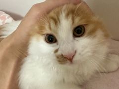 -宠爱国际动物医院·消化内科·心肾内科·ISFM猫友好(望京店)