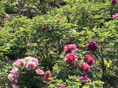 -合肥三国新城遗址公园