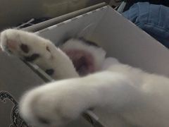 -义顺牛奶公司(庇利金街店)