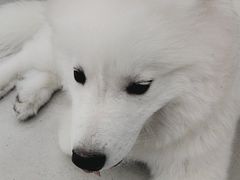 -安格丽娜·狗咖·猫咖羊驼咖(春熙路百盛商场店)