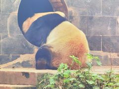 -中国大熊猫保护研究中心雅安碧峰峡基地