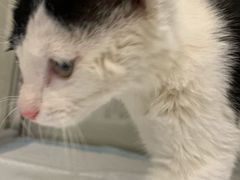 -芭比堂动物医院·犬猫全科·异宠专科(雁塔分院)
