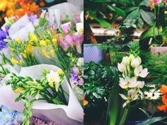-花鸟鱼虫鲜花绿植市场(玉泉路店)