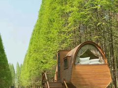 -黄海国家森林公园