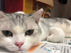 -瑞鹏宠物医院·猫科·宠保定点(梅溪湖分院)