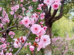 -顾村公园