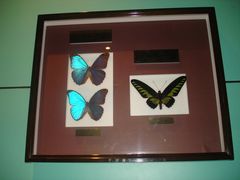 -上海昆虫博物馆