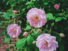 -颐和路民国时期公馆-风貌区