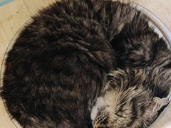 -安格丽娜·狗咖·猫咖羊驼咖(春熙路百盛商场店)