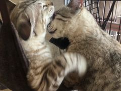 -Cappucimeow猫咪咖啡馆(韦伯时代店)