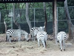 -清迈夜间动物园