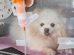 -北京观赏动物医院·24小时大型综合·猫专科·异宠专科