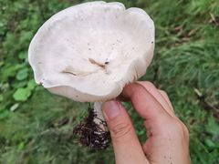 -管涔山