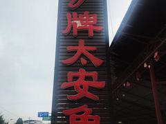 -y牌太安鱼