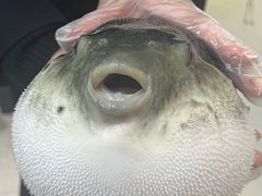 -鲐赏河豚(长寿店)
