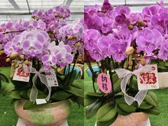 -上海鲜花港