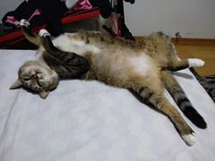 -艾贝尔宠物医院·24H转诊中心·肿瘤猫专科(江宁双龙店)