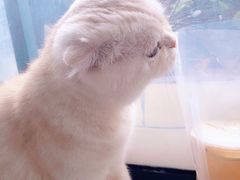 -喵的天空名猫咖啡馆·撸猫·猫舍·用品