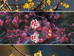 -无锡梅园公园