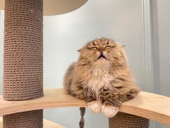 -安格丽娜·狗咖·猫咖羊驼咖(春熙路百盛商场店)