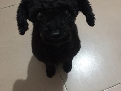 -瑞派康怡24h宠物医院·犬猫医疗中心·微创绝育(瑞景分院)