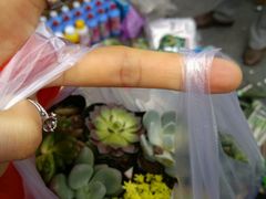 -中环花鸟鱼虫市场