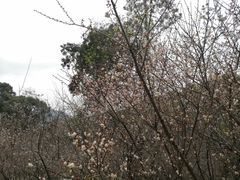 -广州市白云山风景名胜区