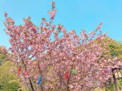 -观山湖公园