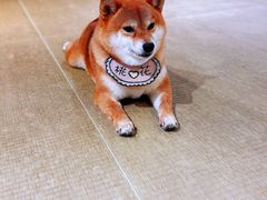 -逗柴咖啡屋·狗咖猫咖宠物桌游